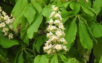 Ile trzeba mieć procent na maturze żeby dostać się na prawo?